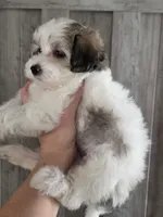 Candy, a female Maltipoo and Maltese for sale in Monroe, NC – 7 of 8