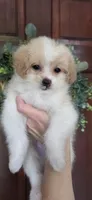 B3, a female Maltipoo for sale in Monroe, NC – Photo 5 of 7