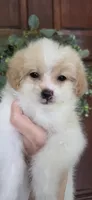 B3, a female Maltipoo for sale in Monroe, NC – Photo 7 of 7