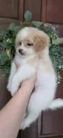 B3, a female Maltipoo for sale in Monroe, NC – Photo 6 of 7