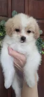 B3, a female Maltipoo for sale in Monroe, NC – Photo 4 of 7