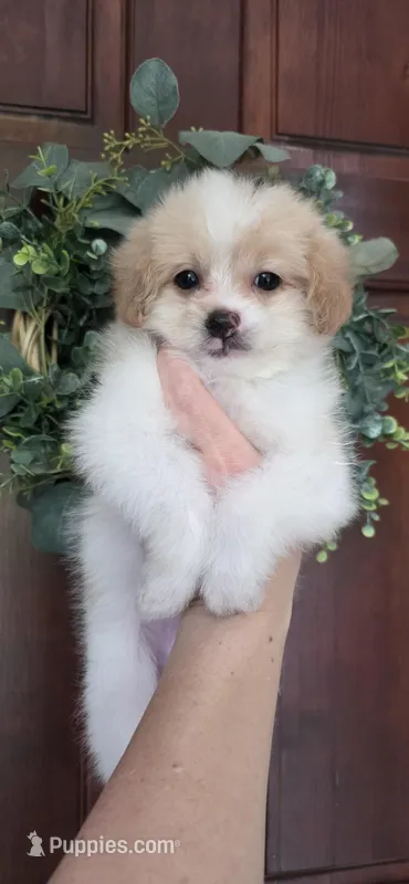 B3, a female Maltipoo for sale in Monroe, NC – Photo 1 of 7