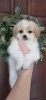 B3, a female Maltipoo for sale in Monroe, NC – Photo 1 of 7