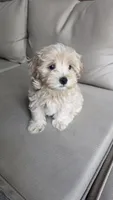 Cooper , a male Maltipoo and Maltese for sale in Monroe, NC – 2 of 4