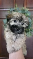 Tigger , a male Maltipoo and Maltese for sale in Monroe, NC – 4 of 5