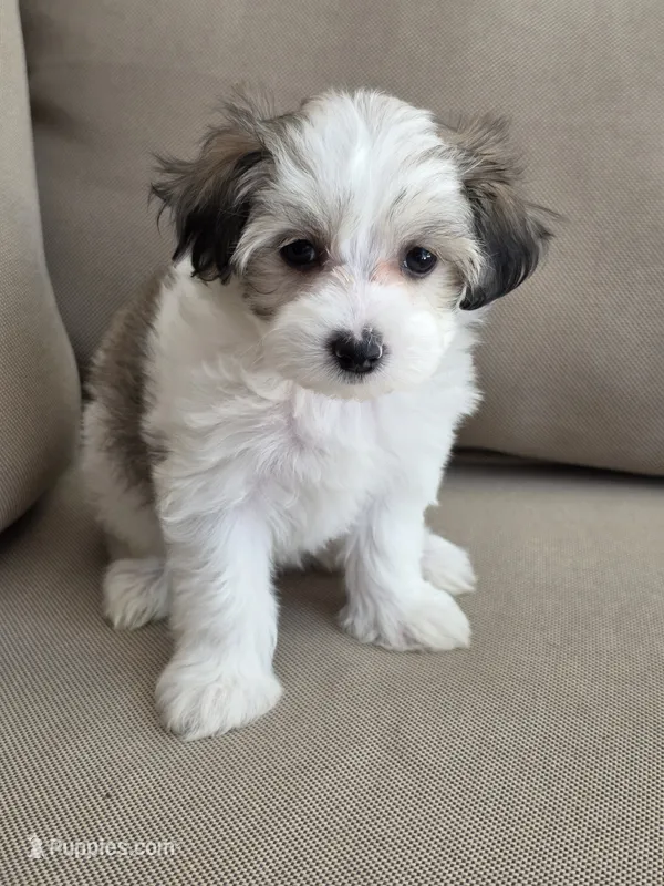 Candy – Maltipoo, Maltese puppy for sale in Monroe, NC