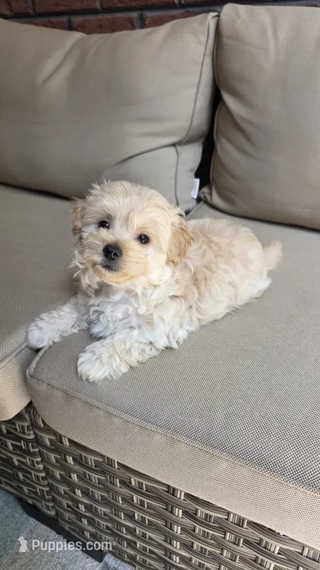 Teddy  – Maltipoo, Maltese puppy for sale in Monroe, NC