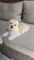 Teddy , a male Maltipoo and Maltese for sale in Monroe, NC – 2 of 8