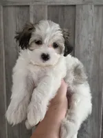 Candy, a female Maltipoo and Maltese for sale in Monroe, NC – 6 of 8