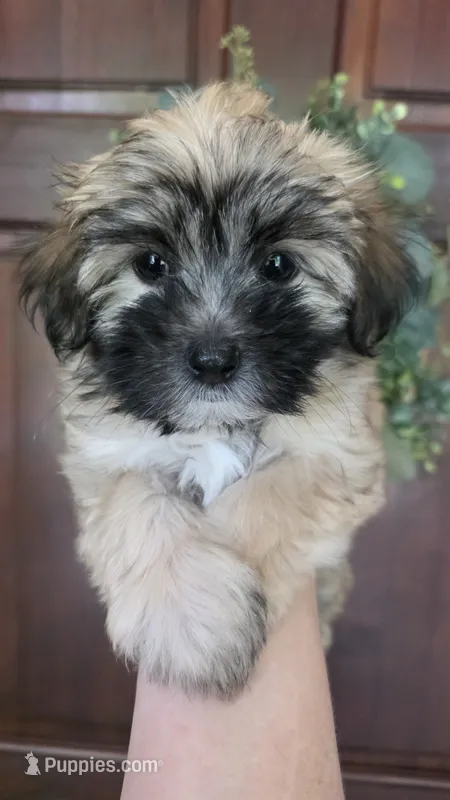 Cookie – Maltipoo, Maltese puppy for sale in Monroe, NC