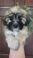 Cookie, a female Maltipoo and Maltese for sale in Monroe, NC – 5 of 8