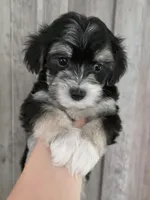 Messi, a male Maltipoo and Maltese for sale in Monroe, NC – 2 of 6