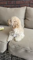 Teddy , a male Maltipoo and Maltese for sale in Monroe, NC – 3 of 8