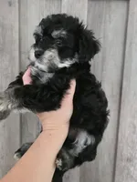 Ronaldo, a male Maltipoo and Maltese for sale in Monroe, NC – 3 of 6