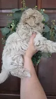 Daisy , a female Maltipoo and Maltese for sale in Monroe, NC – 3 of 7