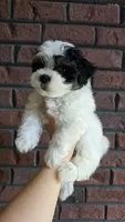 Spotty , a male Maltipoo for sale in Monroe, NC – 3 of 5