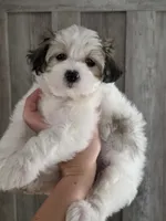 Candy, a female Maltipoo and Maltese for sale in Monroe, NC – 4 of 8