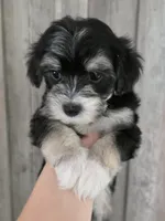 Messi, a male Maltipoo and Maltese for sale in Monroe, NC – 4 of 6
