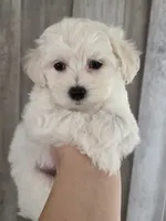Max, a male Maltipoo and Maltese for sale in Monroe, NC – 2 of 6
