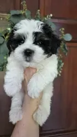 Spotty , a male Maltipoo for sale in Monroe, NC – 5 of 5