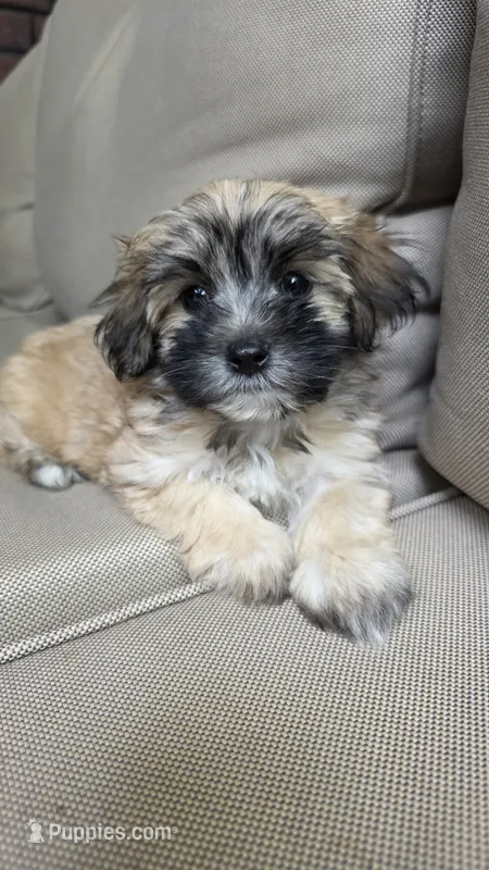Cookie – Maltipoo, Maltese puppy for sale in Monroe, NC