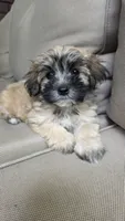 Cookie, a female Maltipoo and Maltese for sale in Monroe, NC – 1 of 8