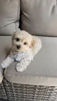 Teddy , a male Maltipoo and Maltese for sale in Monroe, NC – 5 of 8