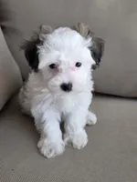Charlie, a male Maltipoo and Maltese for sale in Monroe, NC – 3 of 6