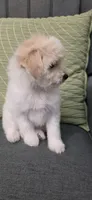 B4, a female Maltipoo for sale in Monroe, NC – Photo 6 of 7