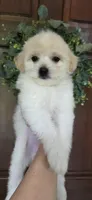 B4, a female Maltipoo for sale in Monroe, NC – Photo 2 of 7