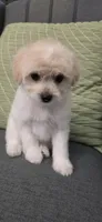 B4, a female Maltipoo for sale in Monroe, NC – Photo 5 of 7