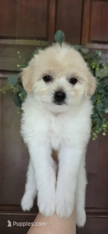 B4, a female Maltipoo for sale in Monroe, NC – Photo 1 of 7