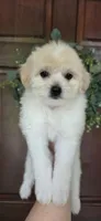 B4, a female Maltipoo for sale in Monroe, NC – Photo 1 of 7