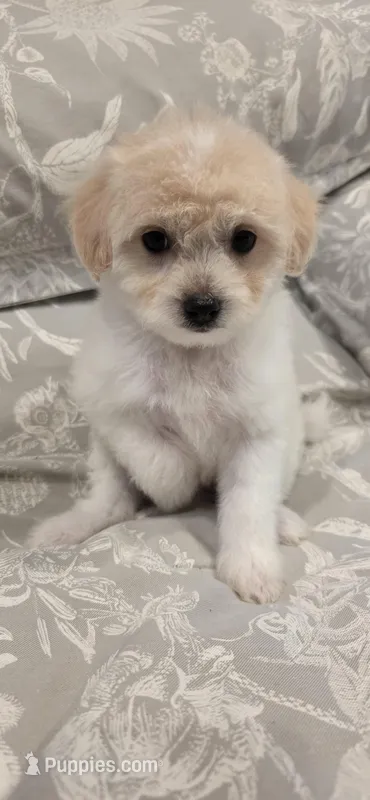 B4 – Maltipoo puppy for sale in Monroe, NC