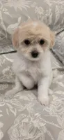 B4, a female Maltipoo for sale in Monroe, NC – Photo 3 of 7