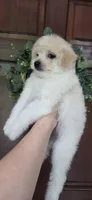 B4, a female Maltipoo for sale in Monroe, NC – Photo 4 of 7