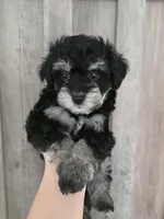 Ronaldo, a male Maltipoo and Maltese for sale in Monroe, NC – 4 of 6