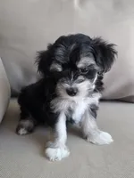 Messi, a male Maltipoo and Maltese for sale in Monroe, NC – 6 of 6