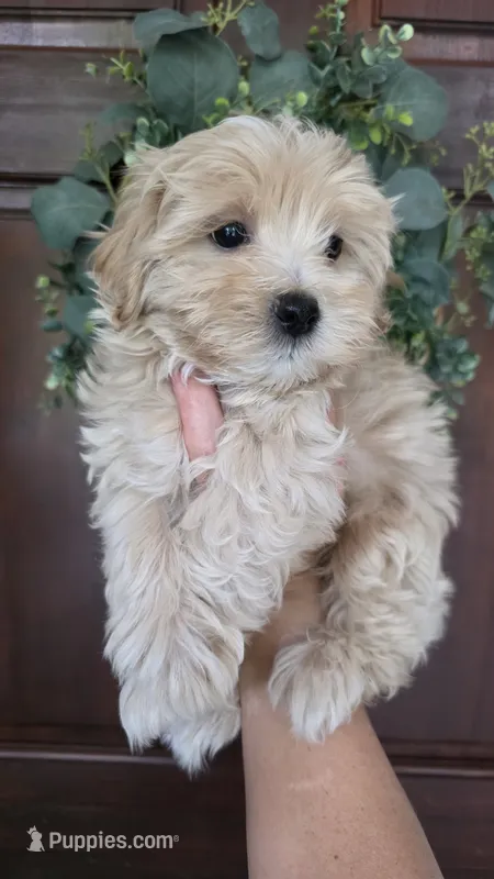 Cooper  – Maltipoo, Maltese puppy for sale in Monroe, NC