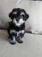 Ronaldo, a male Maltipoo and Maltese for sale in Monroe, NC – 6 of 6