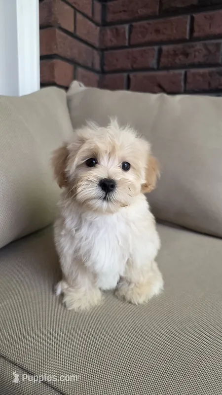 Pooh – Maltipoo, Maltese puppy for sale in Monroe, NC