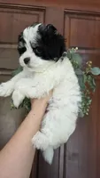 Elsie, a female Maltipoo for sale in Monroe, NC – 2 of 6