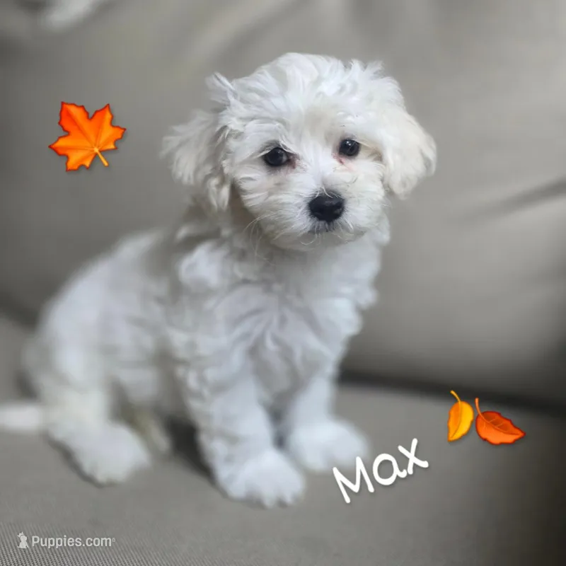 Max – Maltipoo, Maltese puppy for sale in Monroe, NC