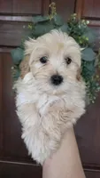 Pooh, a male Maltipoo and Maltese for sale in Monroe, NC – 1 of 4