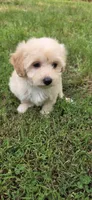 B1, a male Maltipoo for sale in Monroe, NC – Photo 7 of 7