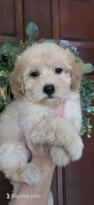 B1 – Maltipoo puppy for sale in Monroe, NC