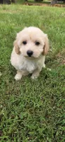 B1, a male Maltipoo for sale in Monroe, NC – Photo 6 of 7
