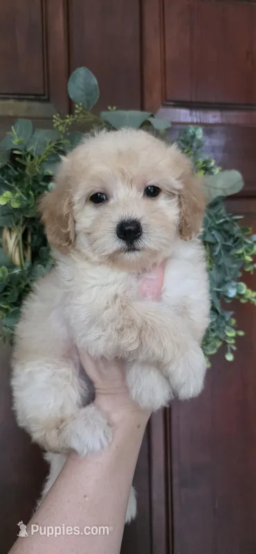 B1, a male Maltipoo for sale in Monroe, NC – Photo 1 of 7