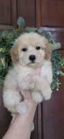 B1, a male Maltipoo for sale in Monroe, NC – Photo 1 of 7