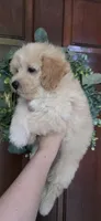 B1, a male Maltipoo for sale in Monroe, NC – Photo 2 of 7